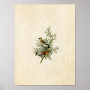 Platt 43 Cedar Bird Amerikanska fåglar Poster