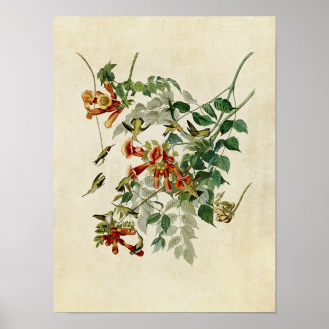 Platt 47 | Ruby-Throated Hummingbird Poster (Framsidan)