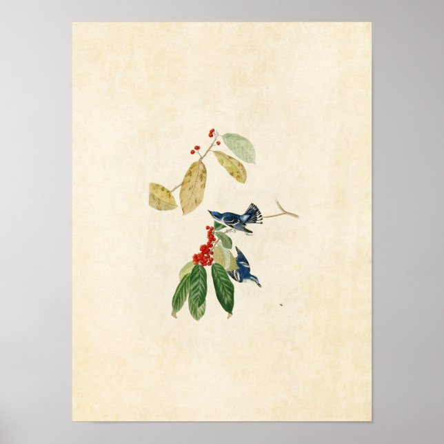 Platt 48 | Azure Warbler | Amerikanska fåglar Poster (Framsidan)