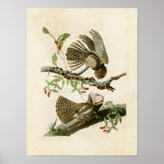 Platt 52 | Chuck-Will-Widow | Amerikanska fåglar Poster