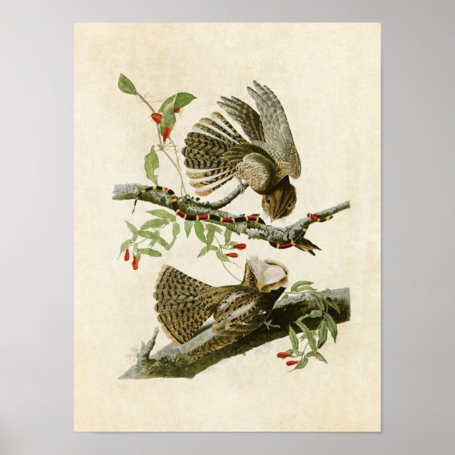 Platt 52 | Chuck-Will-Widow | Amerikanska fåglar Poster (Framsidan)