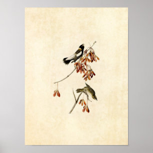 Platt 54 Ris Bird Amerikanska fåglar Poster