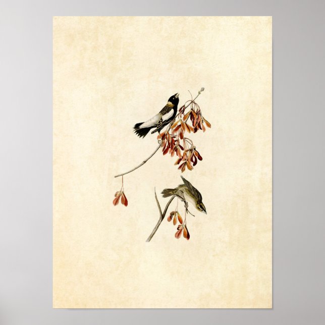 Platt 54 | Ris Bird | Amerikanska fåglar Poster (Framsidan)