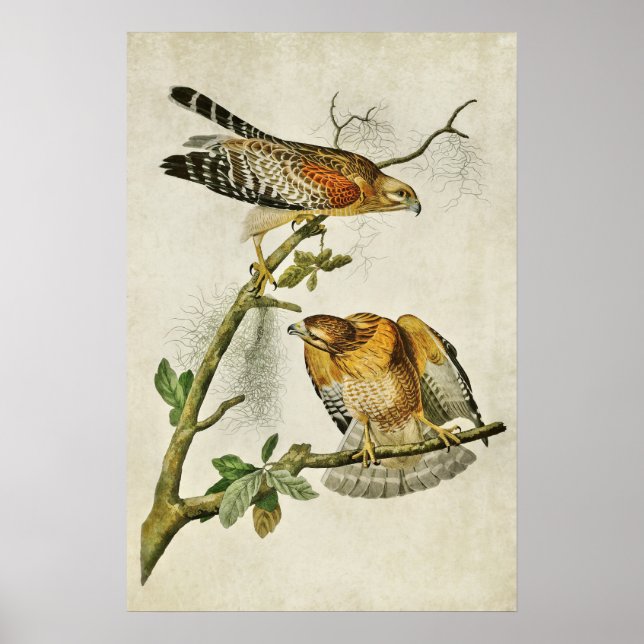 Platt 56 | Röd-formad Hawk | Amerikanska fåglar Poster (Framsidan)