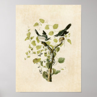Platt 57 | Loggerhead Shrike | Amerikanska fåglar Poster