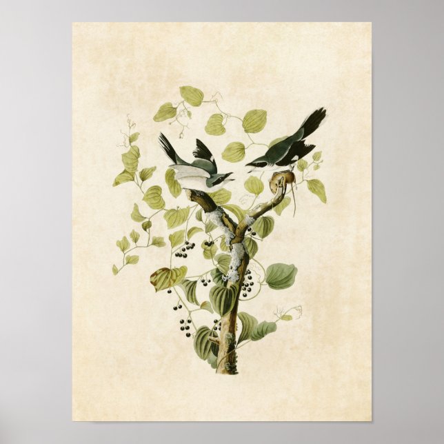 Platt 57 | Loggerhead Shrike | Amerikanska fåglar Poster (Framsidan)
