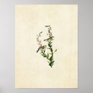 Platt 59 Kastanjesidig Warbler Poster