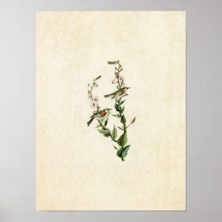 Platt 59 | Kastanjesidig Warbler Poster