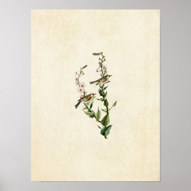 Platt 59 | Kastanjesidig Warbler Poster (Framsidan)
