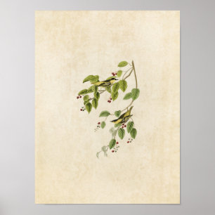 Platt 60 Karbonat Warbler Amerikanska fåglar Poster