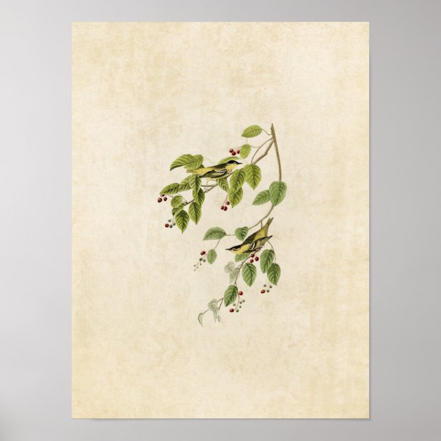 Platt 60 | Karbonat Warbler | Amerikanska fåglar Poster (Framsidan)