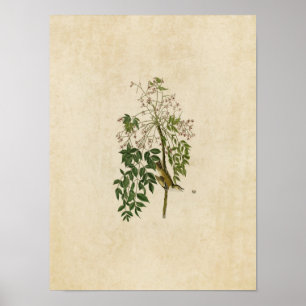Platt 63 White Eyed Flycatcher eller Vireo Poster