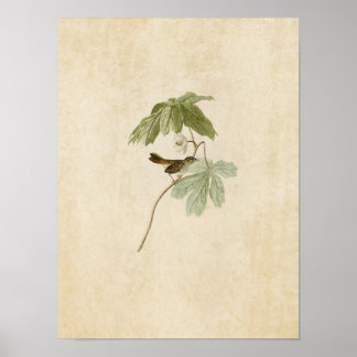 Platt 64 | Swamp Sparrow | Amerikanska fåglar Poster