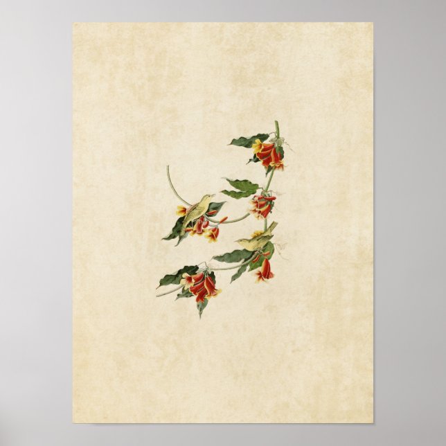 Platt 65 | Varare för bandben | Amerikanska fåglar Poster (Framsidan)