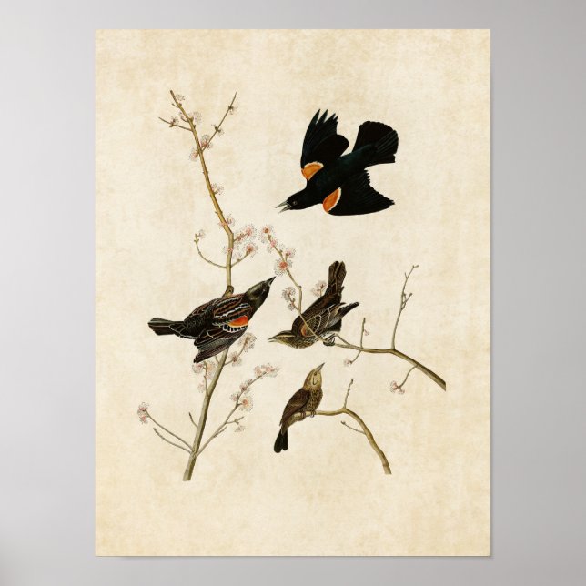 Platt 67 | Red-Winged Starling eller Marsh Blackbi Poster (Framsidan)
