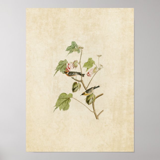 Platt 69 | Bröstkur | Amerikanska fåglar Poster (Framsidan)