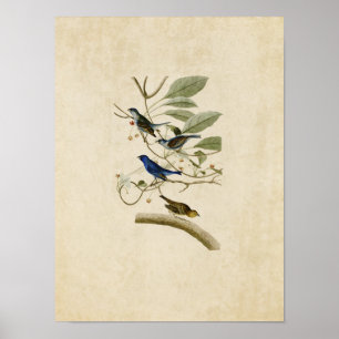 Platt 74 Indigo Bunting Amerikanska fåglar Poster