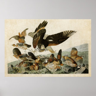 Platt 76 | Virginian Partridge | Amerikanska fågla Poster
