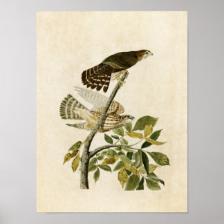 Platt 92 | Pigeon Hawk | Amerikanska fåglar Poster