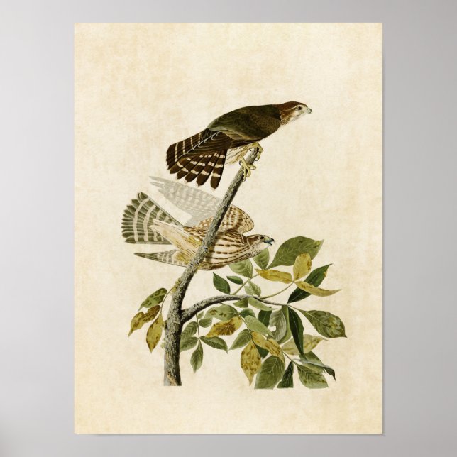 Platt 92 | Pigeon Hawk | Amerikanska fåglar Poster (Framsidan)