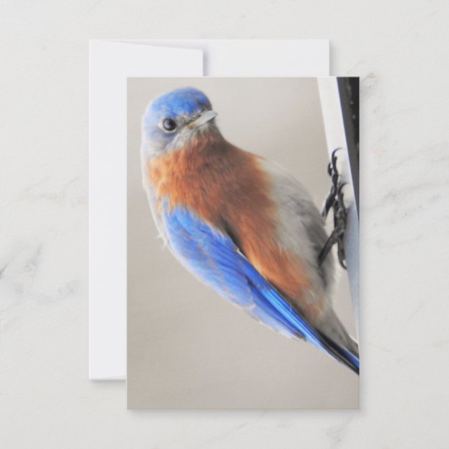 Platt anteckningskort med Östra Bluebird (Framsida)