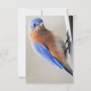 Platt anteckningskort med Östra Bluebird