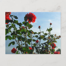 Platta kort för hälsningens födelsedag