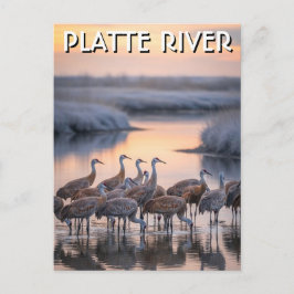 Platte River Sandhill Cranes Nebraska Travel Vykort