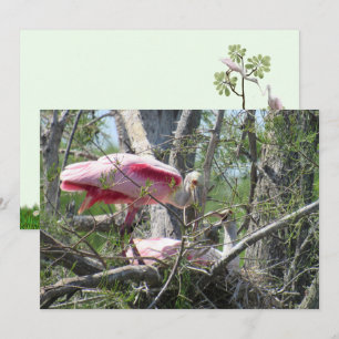 Plattformskort för roseatrosa Spoonbill