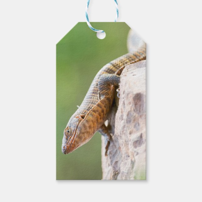 Plattödla Presentetikett (Framsidan)