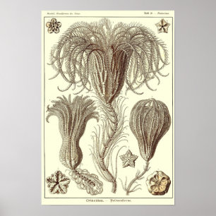 Plattor 20.Krinoider. Poster