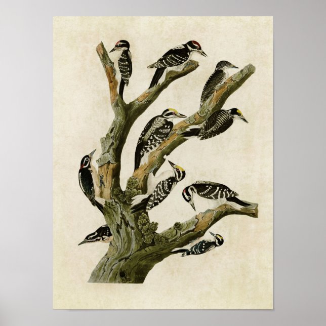 Plattor 417 | Tilldelade träkontrollapparater Poster (Framsidan)