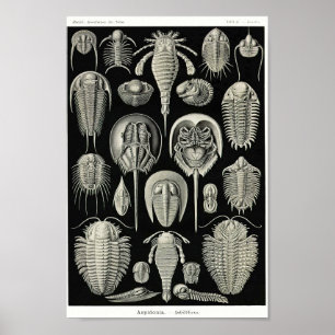 Plattor 47. Aspidonia. Poster