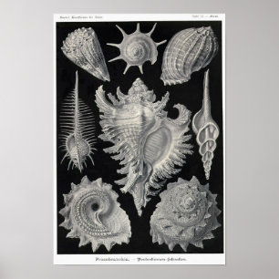 Plattor 53.Prosobranchia. Poster