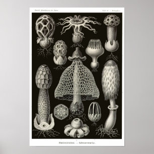 Plattor 63. Basidiomycetes. Poster