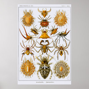 Plattor 66. Arachnida. Spindlar (ordningen Araneae Poster