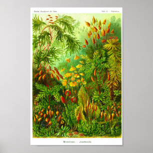 Plattor 72. Muscinae. Poster