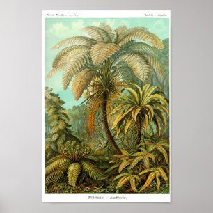 Plattor 92. Filicinae. Poster