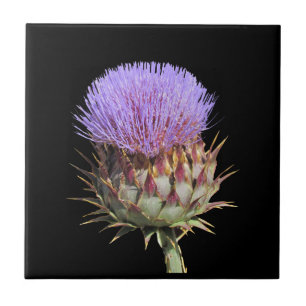 Plattor - Thistle Kakelplatta