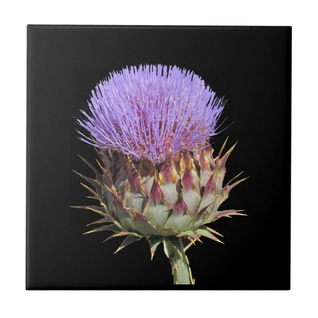 Plattor - Thistle Kakelplatta (Framsidan)