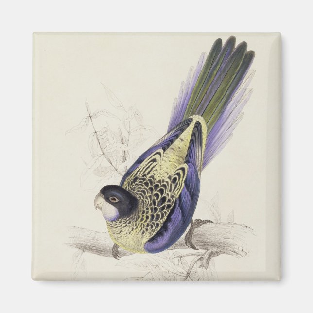 Platycercus Brownii, eller Browns Parrakeet (Plate Magnet (Framsidan)