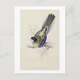 Platycercus Brownii, eller Browns Parrakeet (Plate Vykort