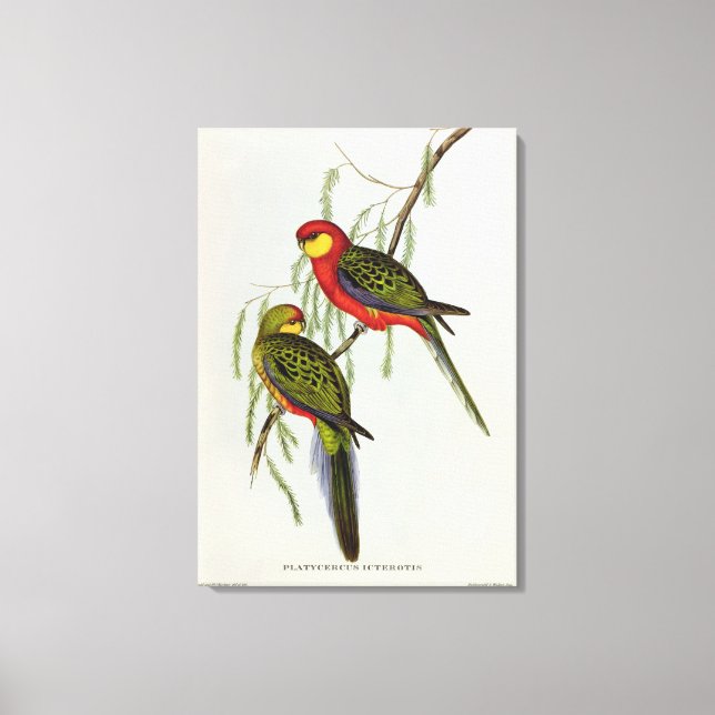 Platycercus Icterotis Canvastryck (Framsida)