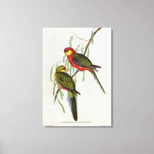 Platycercus Icterotis Canvastryck