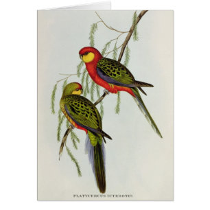 Platycercus Icterotis Hälsningskort