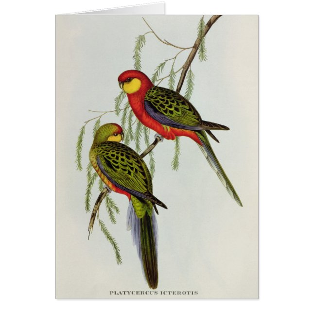 Platycercus Icterotis Hälsningskort (Framsidan)