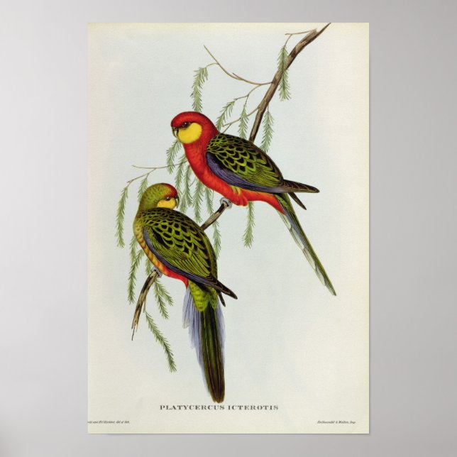Platycercus Icterotis Poster (Framsidan)