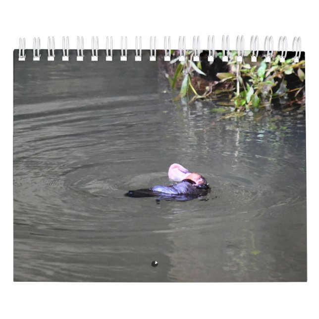 PLATYPUS AUSTRALIA KALENDER (Omslag)