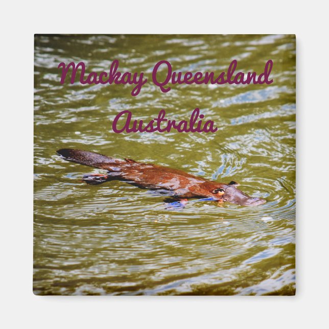 PLATYPUS EUNGELLA NATIONAL PARK AUSTRALIA MAGNET (Framsidan)