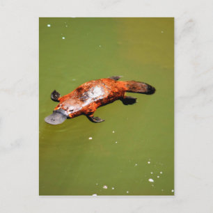 PLATYPUS EUNGELLA NATIONAL PARK AUSTRALIA VYKORT